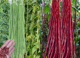 BULBORIUM yard long bean seeds packet ready for planting in a sunny garden.