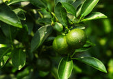 Buroifamily dwarf lime seeds pack ready for home planting and container gardening