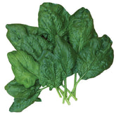 Burpee Bloomsdale spinach seeds seed packet ready for spring planting with slow bolting yield