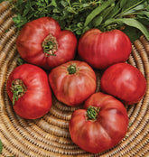 Burpee Cherokee Purple seed packet ready to plant for large heirloom tomatoes