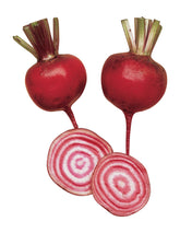 Burpee Chioggia beet seeds pack with 200 seeds for easy spring planting.