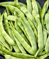 Burpee Early Italian bush bean seeds in a packet, ready to sow for an easy start