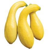 Burpee Early Summer Crookneck squash fruit on vine, ready to harvest for fresh flavor.