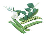 Burpee Garden Sweet Pea Seeds 200-pack ready to plant in home gardens.