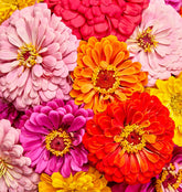 Burpee giant-flowered zinnia flowers display bold 5-inch blooms for vibrant garden color.