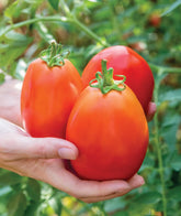 Burpee Gladiator tomato seeds packet shows robust vines ready for a bountiful harvest.