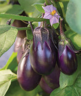 Burpee Patio Baby eggplant seeds pack for patio containers and prolific yields.