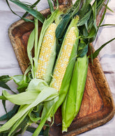 Burpee Peaches & Cream corn ear with 8.5 inch bi-color kernels for fresh harvest.