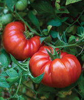 Burpee SteakHouse giant beefsteak tomato on the vine, ideal for slicing burgers