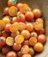 Burpee Sun Gold tomatoes ready for harvest, ideal for snacking and salads.