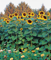 Burpee Sunforest Mix 100-seed pack for a tall sunflower garden.