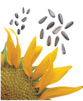 Burpee Super Snack sunflower seeds easy crack kernels for quick snacking.