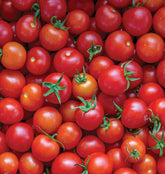 Burpee Super Sweet 100 seeds packet for home gardens