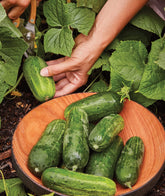 Burpee Supremo seeds packet ideal for container gardening and fresh pickles.