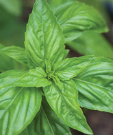 Burpee Sweet Basil seeds 500-pack seed packet for home gardening