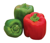 Burpee Sweet Candy Apple pepper fruit on plant, deep red and ideal for salads