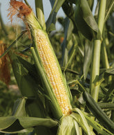 Burpee Sweetness corn seeds package close-up, ready for spring planting in sunny soil.