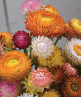 Burpee tall mixed colors strawflower seed packet displaying bright blooms for borders.