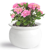 BUYMAX African Violet Pot 6-inch self-watering dual-structure keeps soil evenly moist.