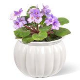 BUYMAX African Violet Pots reveal a pumpkin-style ceramic planter ideal for compact indoor violet growth.