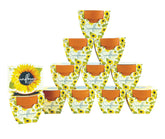 BUZZY Seeds sunflower mini pot kit—indoor starter for bright, cheerful blooms.