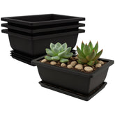 C Crystal Lemon bonsai pot compact 3-pack for neat indoor arrangements.