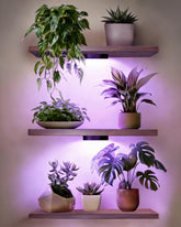 CaHomet floating wall shelf set with three units for plants and decor.