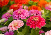 California Giant Zinnia Seeds seed packet for easy planting and bright summer color.