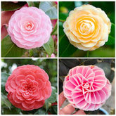 Camellia seeds mixed 20pc seed packet ready for planting for colorful blooms.