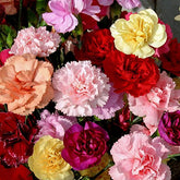 3000 Mixed Carnation Seeds bloom in a sunny garden bed for vibrant color