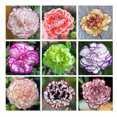 Mixed carnation seeds garden display with vibrant border-ready blooms