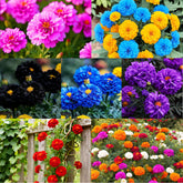 Carpet Creeping 1050+ mixed marigold seeds bloom in sunny borders, inviting pollinators.