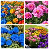 Carpet Creeping 1100+ mixed marigold seeds for vibrant outdoor beds.