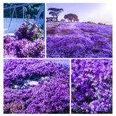 Carpet Creeping thyme seeds pack for outdoor ground cover and biodiversity.