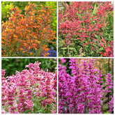 Carpet Creeping agastache seeds for outdoor planting attract pollinators.
