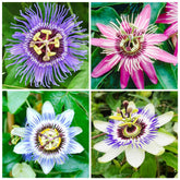 Carpet Creeping blue passion flower seeds pack ready for outdoor planting