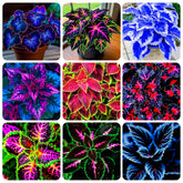 Carpet Creeping Rainbow coleus leaves showcase vibrant border color.