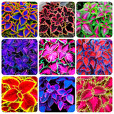 Carpet Creeping Coleus Rainbow Seeds Pack: vibrant foliage for bright garden borders