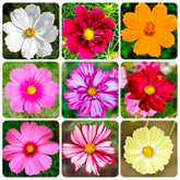 Carpet Creeping Cosmos mixed seeds pack for a vibrant border display.