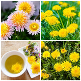 Carpet Creeping dandelion seeds packaged for easy home planting and garden starts.