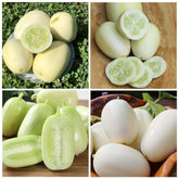 Carpet Creeping Dragon's Egg cucumber seeds yield egg-shaped fruits ideal for indoor home gardens.