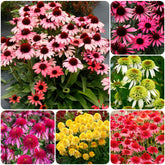 Carpet Creeping Echinacea double seed pack for vibrant border planting.