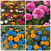 Carpet Creeping French marigold seed mix with bright blooms for vibrant garden color.