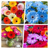 Carpet Creeping gerbera daisy seeds in mixed colors for vibrant garden beds.