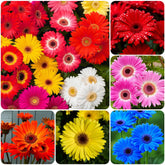 Carpet Creeping Gerbera Seed Mix shows vibrant color variety for striking garden beds.