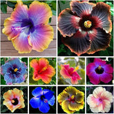 Carpet Creeping Giant Hibiscus seeds in mix colors for vibrant garden beds.