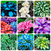 Carpet Creeping hosta seeds pack in an urban balcony garden for early color.