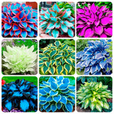Carpet Creeping hosta seeds under shade highlight low-light garden suitability.