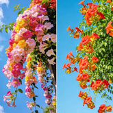 Carpet Creeping hummingbird trumpet vine seeds ready for planting, attracting pollinators and vibrant blooms