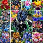 Carpet Creeping iris seeds variety pack adds diverse color to borders